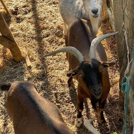 Domaine Des Combes - La Ferme Aux Anes 14 Pers. Millau