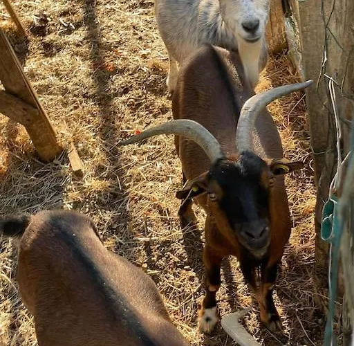 Domaine Des Combes - La Ferme Aux Anes 14 Pers. Millau